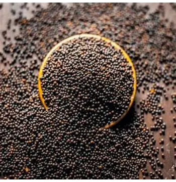 Organic Black Mustard Seeds